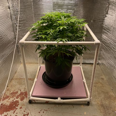 Candy Cane growlog timeline photo