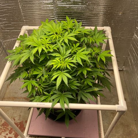 Candy Cane growlog timeline photo