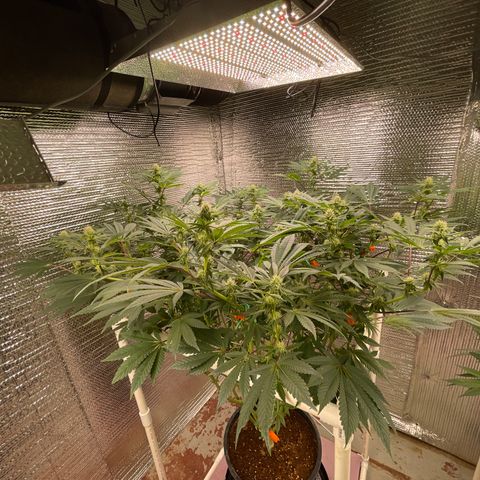 Princess Grodd growlog timeline photo