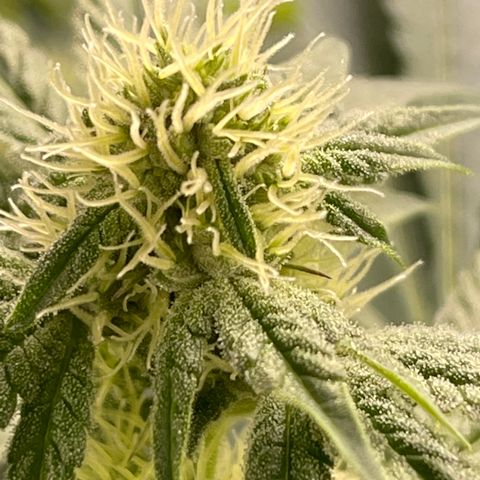 Princess Grodd growlog timeline photo