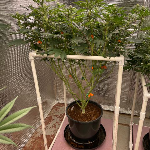 Princess Grodd growlog timeline photo