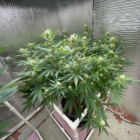 GI Jane growlog timeline photo