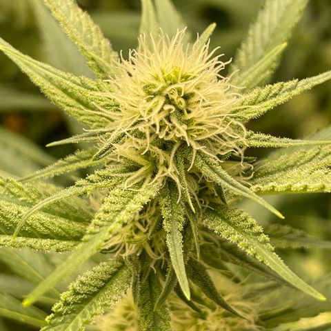 GI Jane growlog timeline photo