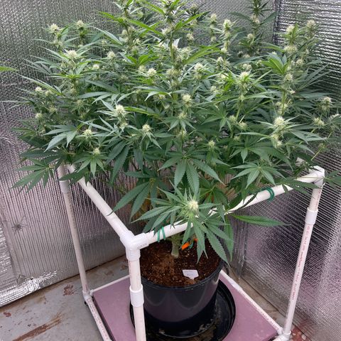 GI Jane growlog timeline photo