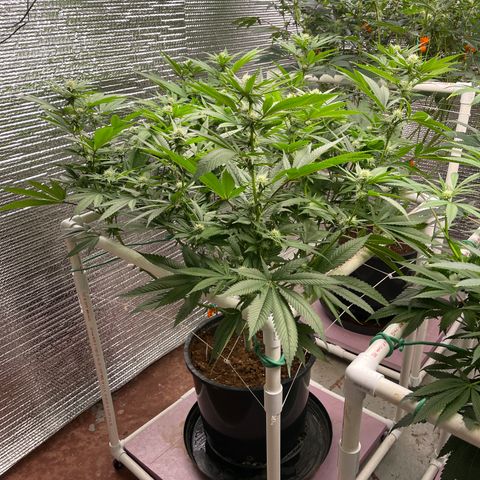 Harle Quin growlog timeline photo