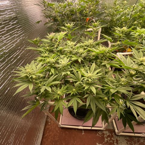 Harle Quin growlog timeline photo