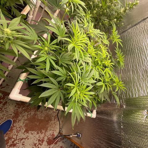 Lucyfur growlog timeline photo