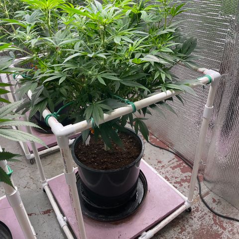 Lucyfur growlog timeline photo