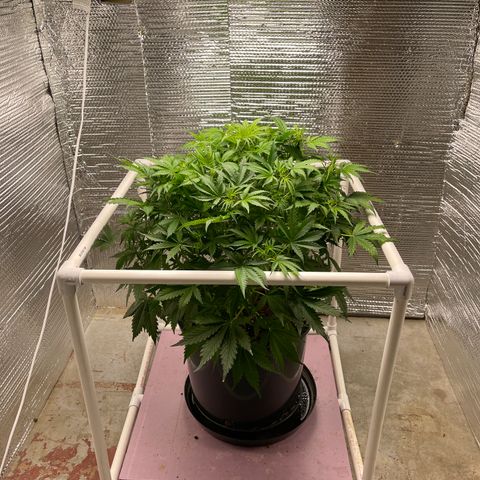 Candy Cane growlog timeline photo