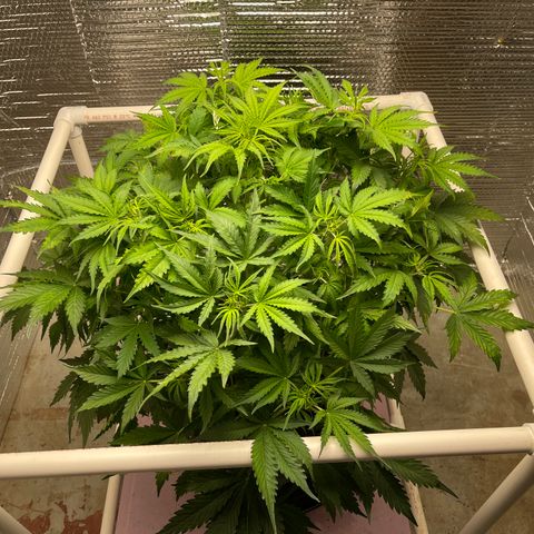 Candy Cane growlog timeline photo
