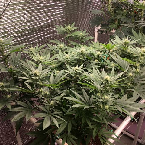Harle Quin growlog timeline photo