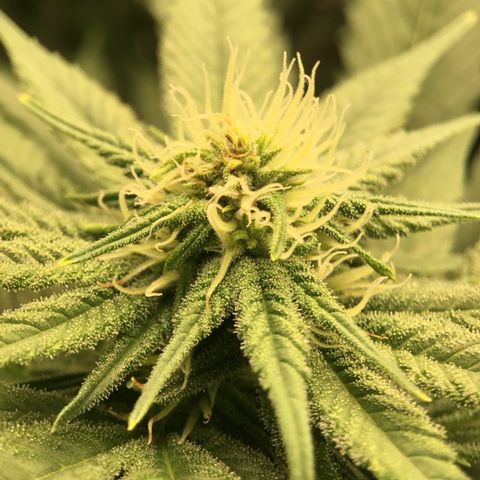 Harle Quin growlog timeline photo