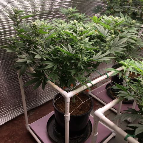 Harle Quin growlog timeline photo