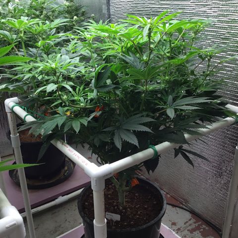 Lucyfur growlog timeline photo