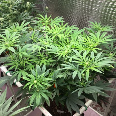 Lucyfur growlog timeline photo