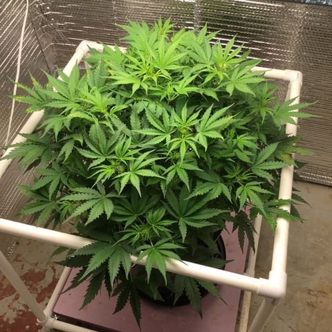 Candy Cane growlog timeline photo