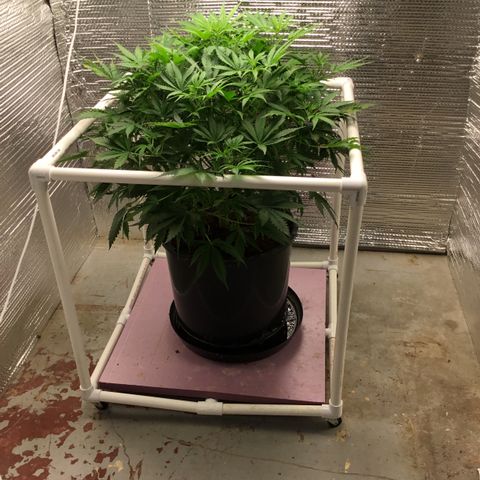 Candy Cane growlog timeline photo