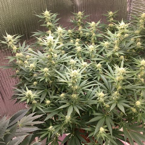 GI Jane growlog timeline photo