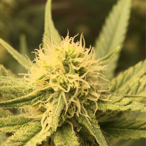 GI Jane growlog timeline photo
