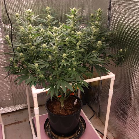 GI Jane growlog timeline photo