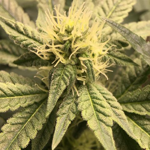 Princess Grodd growlog timeline photo