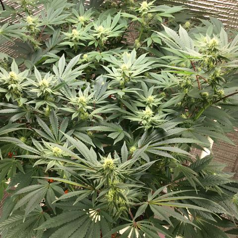 Princess Grodd growlog timeline photo
