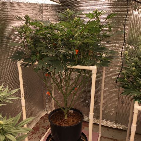 Princess Grodd growlog timeline photo