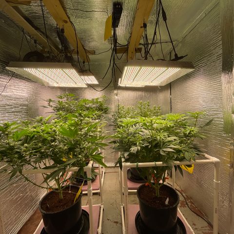Princess Grodd growlog timeline photo