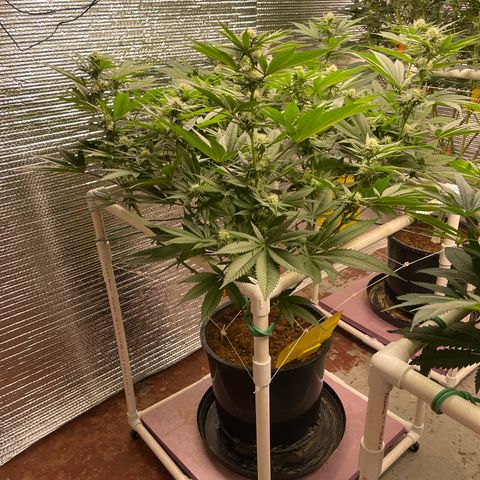Harle Quin growlog timeline photo