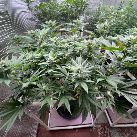 Harle Quin growlog timeline photo
