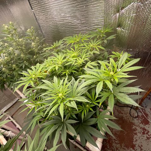 Lucyfur growlog timeline photo