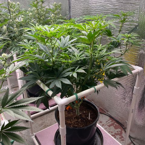 Lucyfur growlog timeline photo