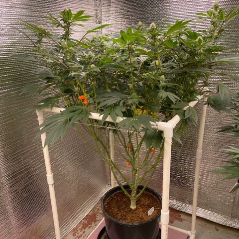 Princess Grodd growlog timeline photo
