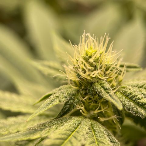 Princess Grodd growlog timeline photo