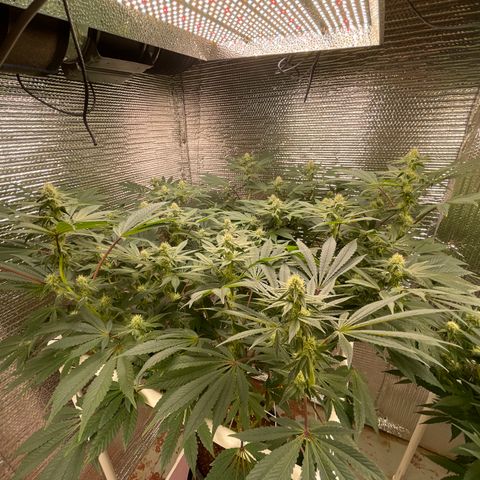 Princess Grodd growlog timeline photo