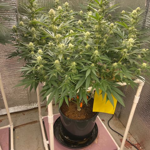 GI Jane growlog timeline photo