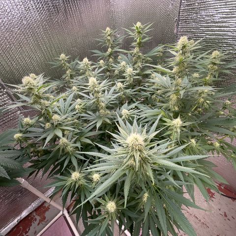 GI Jane growlog timeline photo