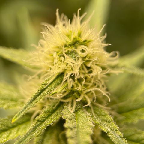 GI Jane growlog timeline photo