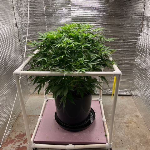 Candy Cane growlog timeline photo