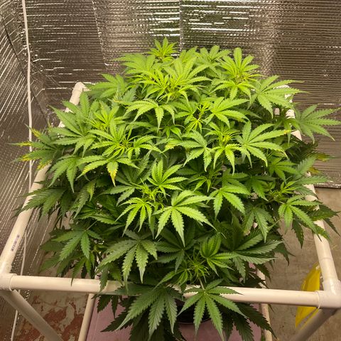 Candy Cane growlog timeline photo
