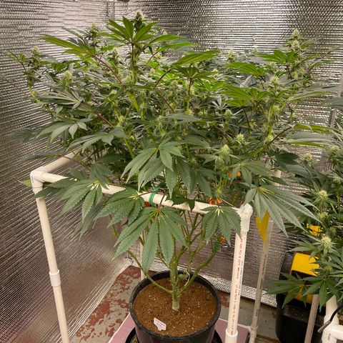 Princess Grodd growlog timeline photo