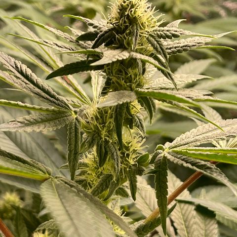 Princess Grodd growlog timeline photo