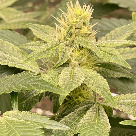 Princess Grodd growlog timeline photo