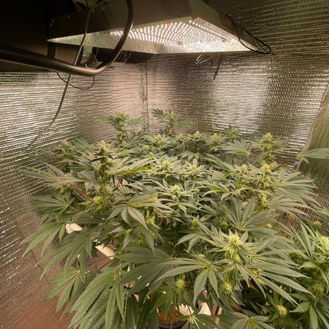 Princess Grodd growlog timeline photo