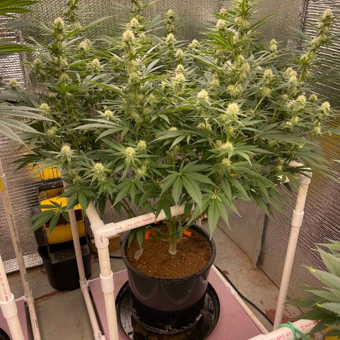 GI Jane growlog timeline photo