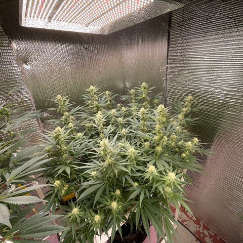 GI Jane growlog timeline photo