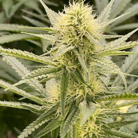 GI Jane growlog timeline photo