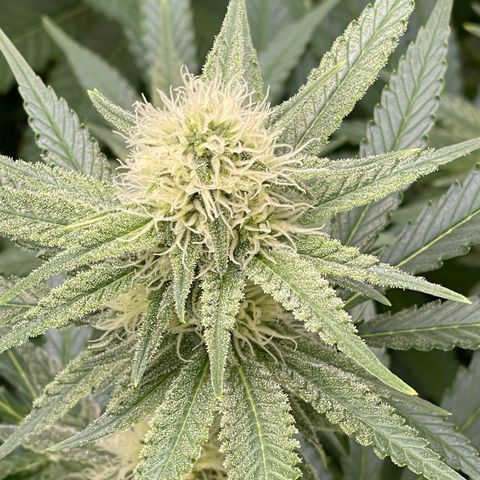 GI Jane growlog timeline photo