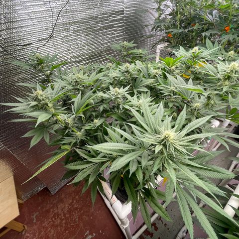 Harle Quin growlog timeline photo