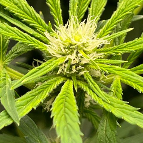 Lucyfur growlog timeline photo